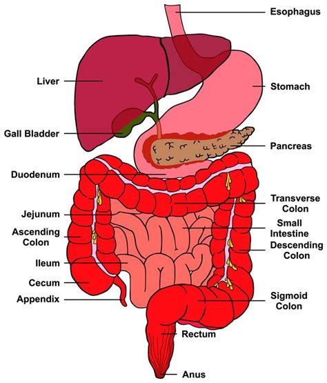 anus picture|Human anus .